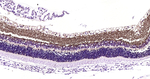 GAT-1 Antibody in Immunohistochemistry (Paraffin) (IHC (P))