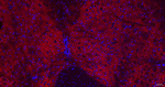 GAT-1 Recombinant Rabbit Monoclonal Antibody (4B3)