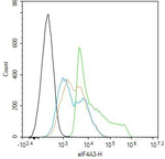 eIF4A3 Antibody in Flow Cytometry (Flow)