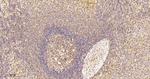 eIF4A3 Antibody in Immunohistochemistry (Paraffin) (IHC (P))