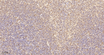 eIF4A3 Antibody in Immunohistochemistry (Paraffin) (IHC (P))