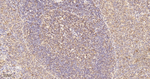eIF4A3 Antibody in Immunohistochemistry (Paraffin) (IHC (P))