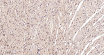 eIF4A3 Antibody in Immunohistochemistry (Paraffin) (IHC (P))