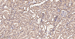 eIF4A3 Antibody in Immunohistochemistry (Paraffin) (IHC (P))