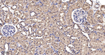 eIF4A3 Antibody in Immunohistochemistry (Paraffin) (IHC (P))