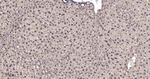 eIF4A3 Antibody in Immunohistochemistry (Paraffin) (IHC (P))