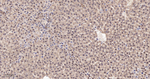 eIF4A3 Antibody in Immunohistochemistry (Paraffin) (IHC (P))