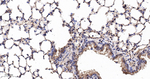 eIF4A3 Antibody in Immunohistochemistry (Paraffin) (IHC (P))