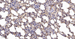 eIF4A3 Antibody in Immunohistochemistry (Paraffin) (IHC (P))