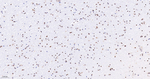EXOSC7 Antibody in Immunohistochemistry (Paraffin) (IHC (P))