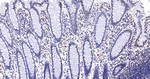 EXOSC7 Antibody in Immunohistochemistry (Paraffin) (IHC (P))