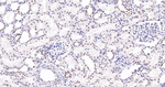 EXOSC7 Antibody in Immunohistochemistry (Paraffin) (IHC (P))