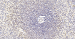 EXOSC7 Antibody in Immunohistochemistry (Paraffin) (IHC (P))