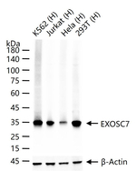 EXOSC7 Antibody in Western Blot (WB)