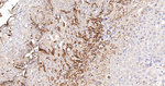 Band 3 Antibody in Immunohistochemistry (Paraffin) (IHC (P))