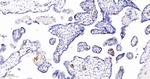 Band 3 Recombinant Rabbit Monoclonal Antibody (5F11)