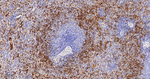 Band 3 Antibody in Immunohistochemistry (Paraffin) (IHC (P))