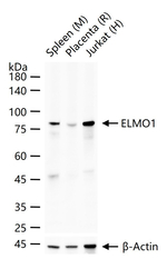 ELMO1 Recombinant Rabbit Monoclonal Antibody (4G2)