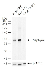 Gephyrin Recombinant Rabbit Monoclonal Antibody (6B3)