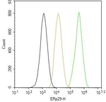 ERP29 Antibody in Flow Cytometry (Flow)