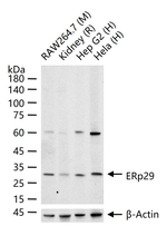 ERP29 Recombinant Rabbit Monoclonal Antibody (5C11)