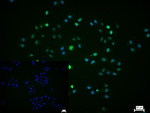 RCOR1 Recombinant Rabbit Monoclonal Antibody (6H6)