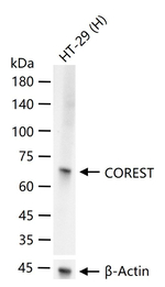 RCOR1 Antibody in Western Blot (WB)