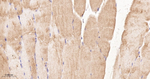 IRS2 Recombinant Rabbit Monoclonal Antibody (11B1)