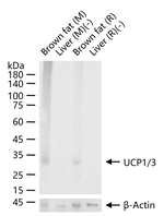 UCP1/UCP3 Recombinant Rabbit Monoclonal Antibody (9B8)