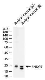 FNDC5 Antibody in Western Blot (WB)