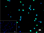 HIF1AN Recombinant Rabbit Monoclonal Antibody (4B9)