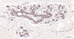 HIF1AN Antibody in Immunohistochemistry (Paraffin) (IHC (P))