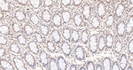 HIF1AN Antibody in Immunohistochemistry (Paraffin) (IHC (P))