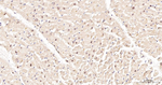 HIF1AN Antibody in Immunohistochemistry (Paraffin) (IHC (P))