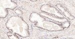 HIF1AN Antibody in Immunohistochemistry (Paraffin) (IHC (P))