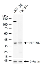 HIF1AN Antibody in Western Blot (WB)