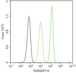 RANGAP1 Antibody in Flow Cytometry (Flow)