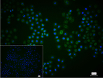 RANGAP1 Recombinant Rabbit Monoclonal Antibody (6F7)