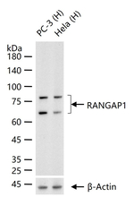 RANGAP1 Antibody in Western Blot (WB)