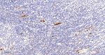 DARC Antibody in Immunohistochemistry (Paraffin) (IHC (P))