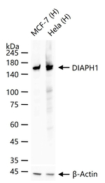 DIAPH1 Antibody in Western Blot (WB)
