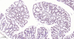 ILF3 Antibody in Immunohistochemistry (Paraffin) (IHC (P))