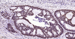 ILF3 Antibody in Immunohistochemistry (Paraffin) (IHC (P))