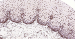 ILF3 Antibody in Immunohistochemistry (Paraffin) (IHC (P))