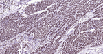 ILF3 Recombinant Rabbit Monoclonal Antibody (12B4)
