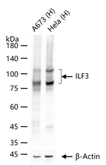 ILF3 Antibody in Western Blot (WB)