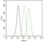 XDH Antibody in Flow Cytometry (Flow)