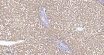 XDH Antibody in Immunohistochemistry (Paraffin) (IHC (P))