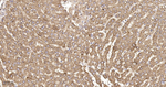 XDH Antibody in Immunohistochemistry (Paraffin) (IHC (P))
