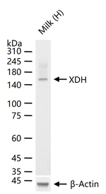 XDH Antibody in Western Blot (WB)